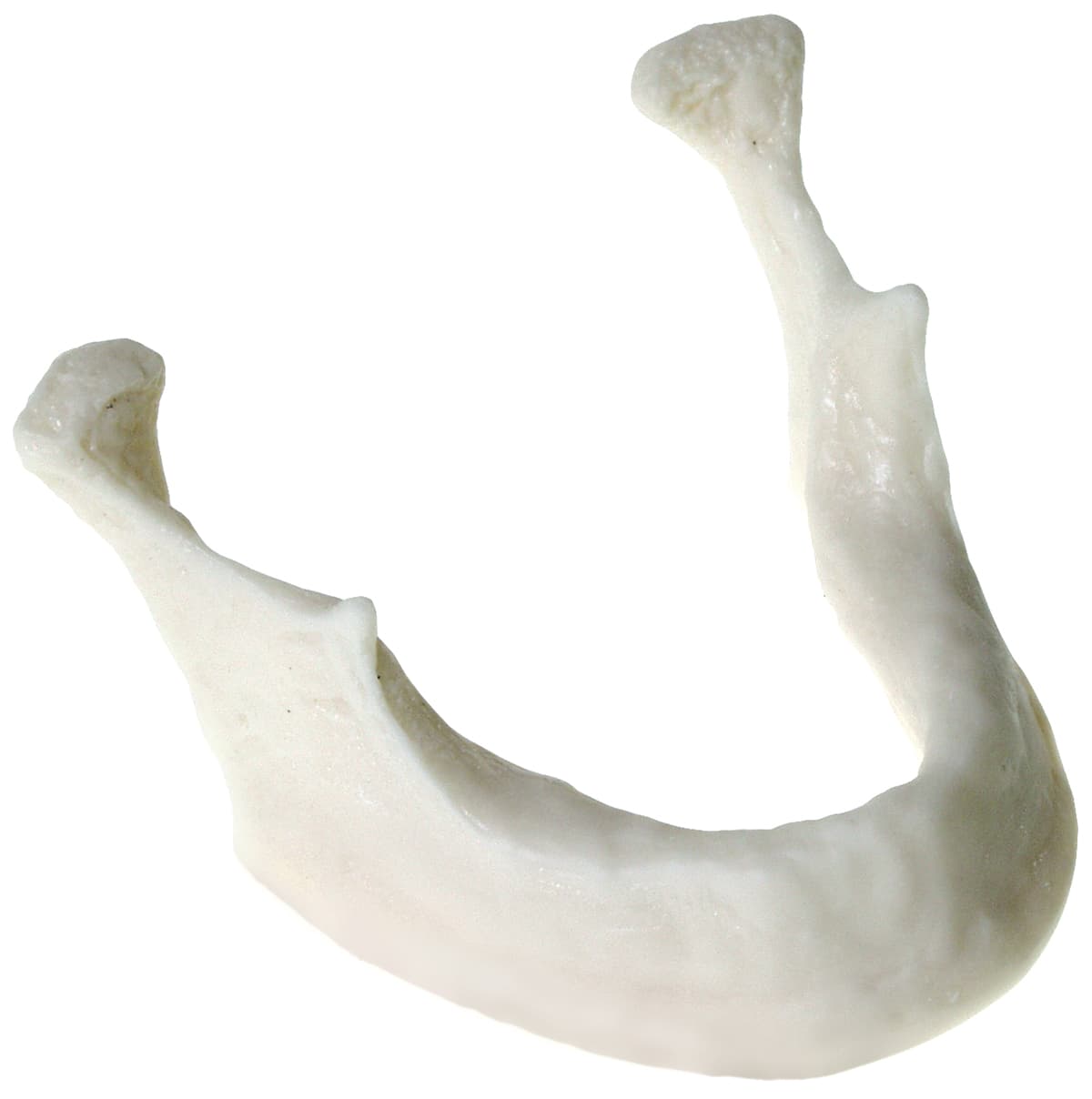 Teaching Implant Drilling Mandibles