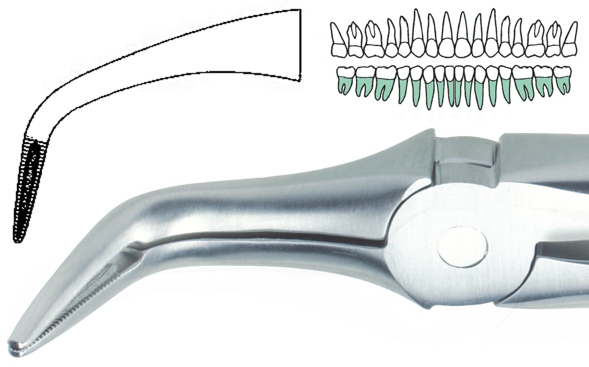 Salvin Root Tip Forceps - Lower                                                                              