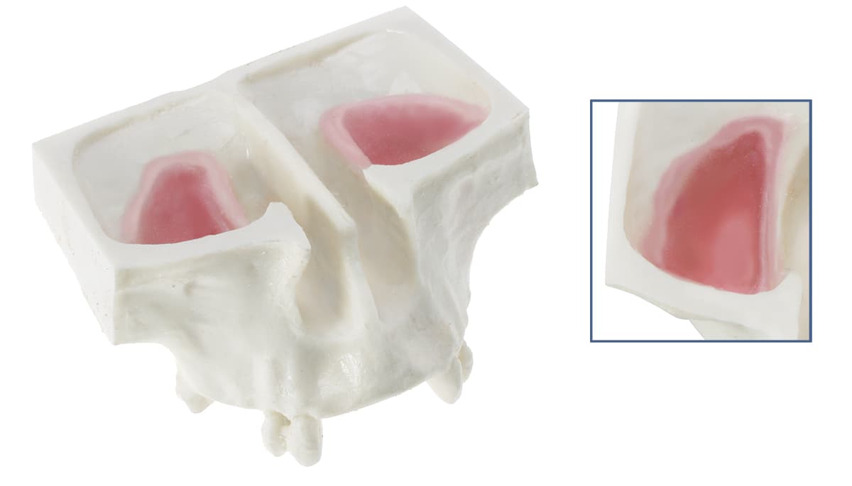 Drillable Sinus Lift Teaching Model