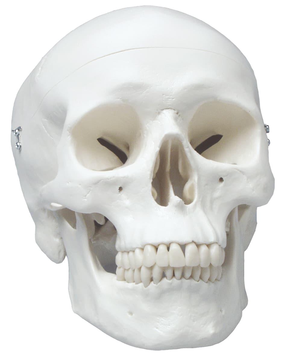 Anatomically Correct Skull Model