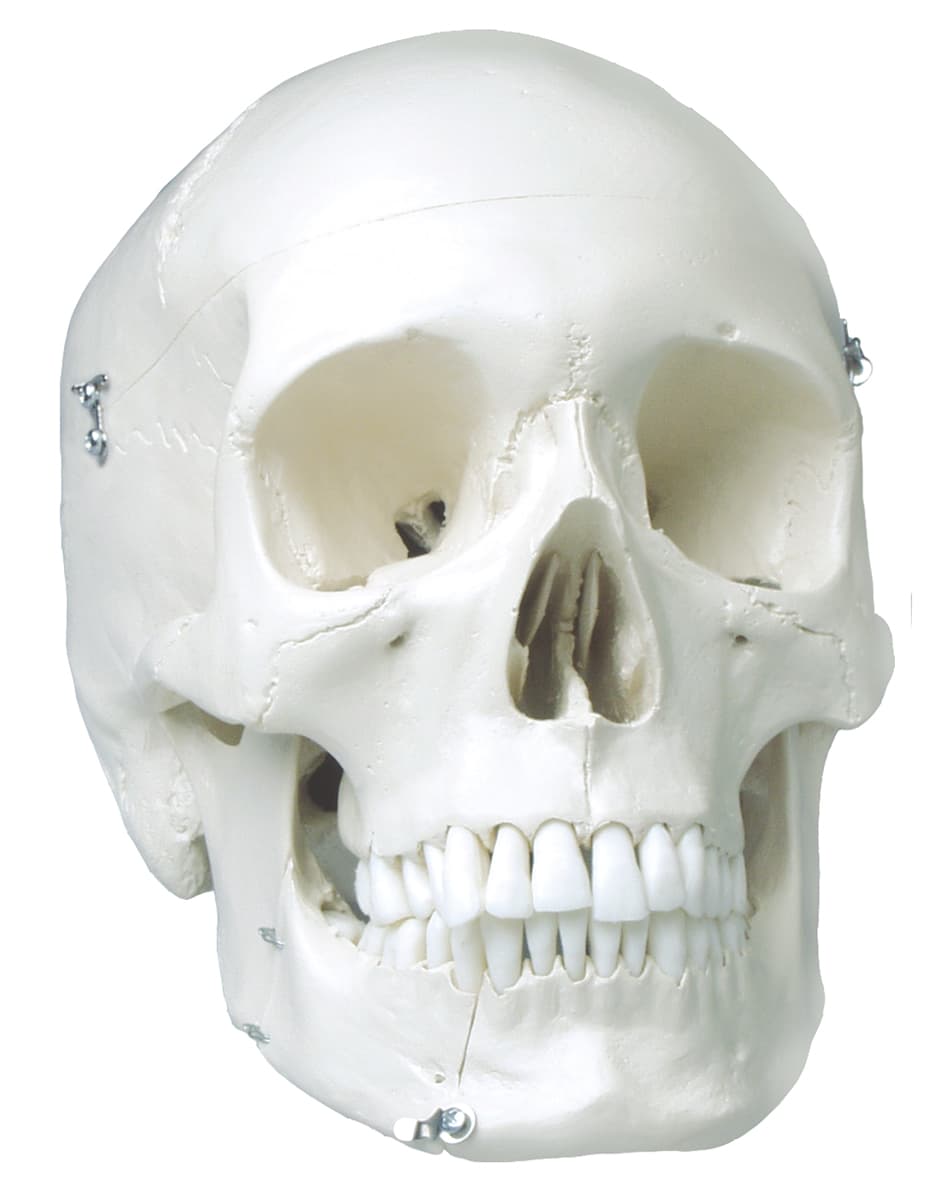 Extractable Teeth Skull Model