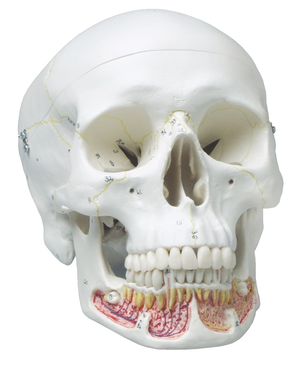 Skull Model With Opened Lower Jaw